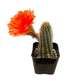 Echinopsis chamaecereus | Peanut Cactus - Lazy Gardens