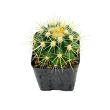 Echinocactus grusonii | Golden Barrel Cactus