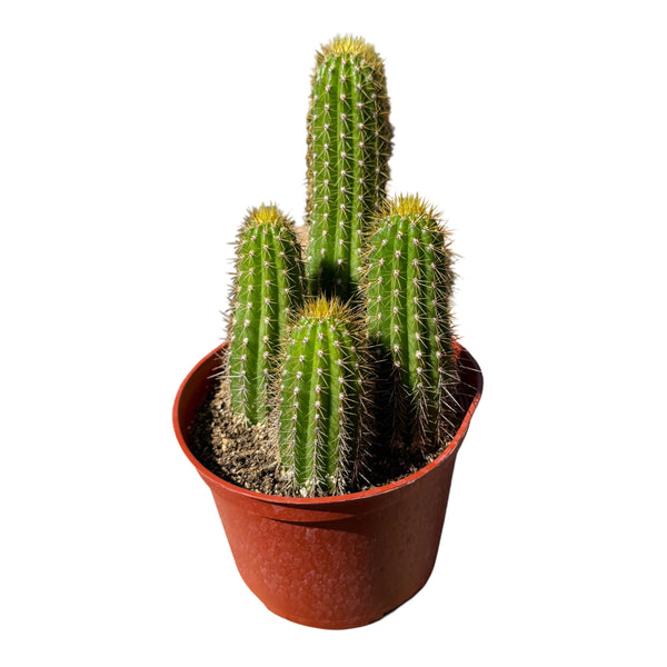 Trichocereus spachianus | Golden Torch Cactus - Lazy Gardens