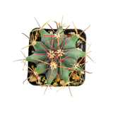 Ferocactus gracilis | Fire Barrel Cactus