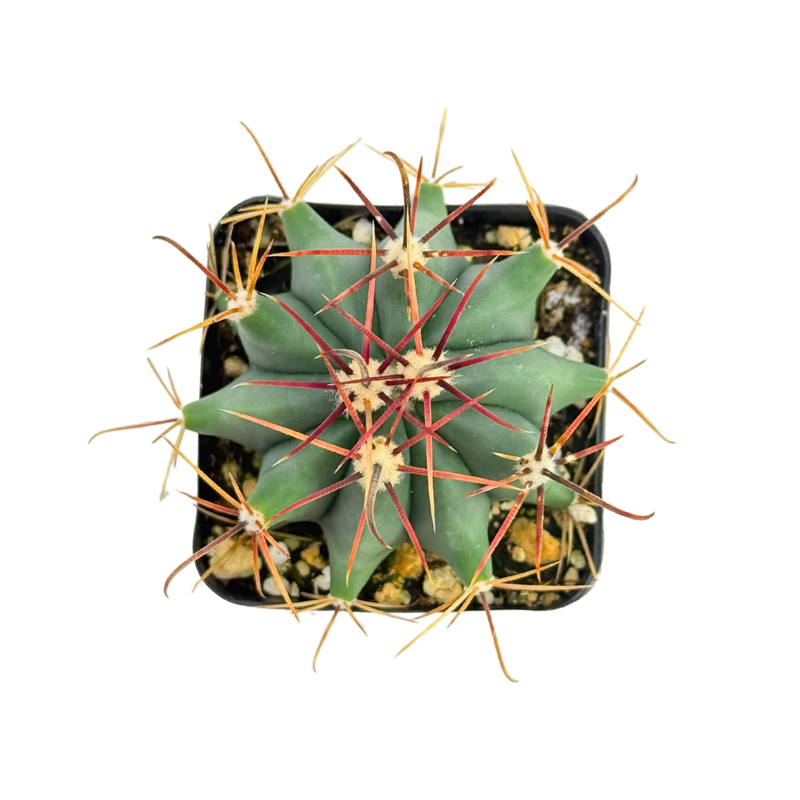 Ferocactus gracilis | Fire Barrel Cactus