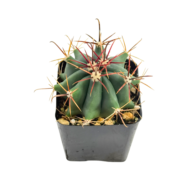 Ferocactus gracilis | Fire Barrel Cactus