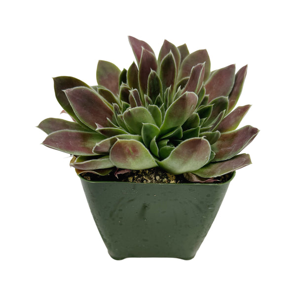 Sempervivum heuffelii ‘Farao’