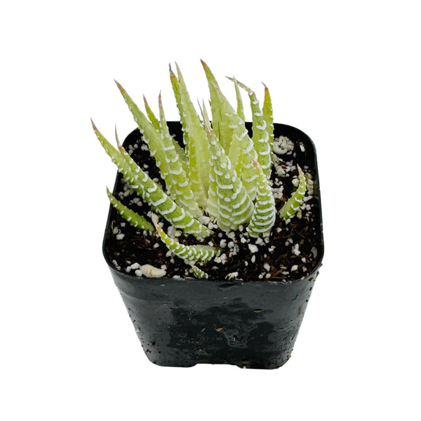 Haworthia Fasciata Variegata