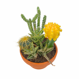 The Lazy Gift | Effortless Succulent Arrangement