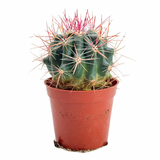 Ferocactus pilosus | Mexican Lime Cactus