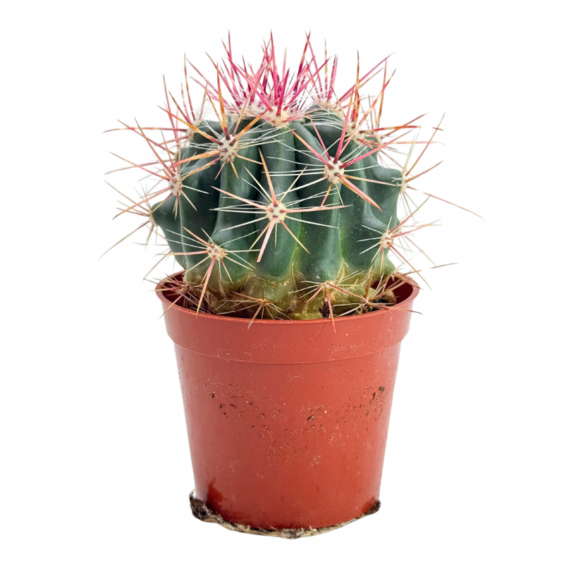 Ferocactus pilosus