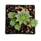 Euphorbia fruticosa