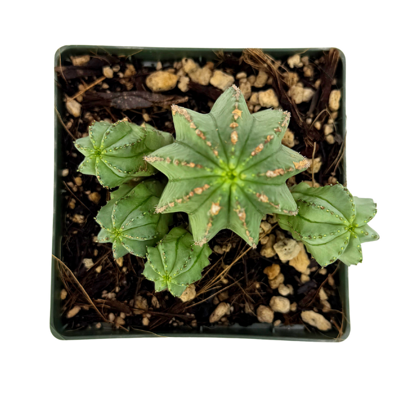 euphorbia succulent plants Euphorbia fruticosa – Lazy Gardens