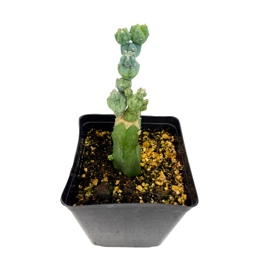 Myrtillocactus geometrizans 'Stacker' – Lazy Gardens