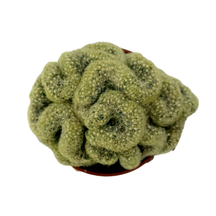 Mammillaria elongata cristata