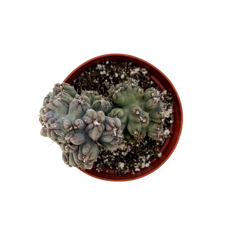 cereus succulent Cereus forbesii monstrose