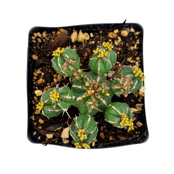 Euphorbia Handiensis | Jandía thistle