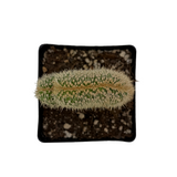 Pachycereus pringlei cristata | Crested Cardon Cactus