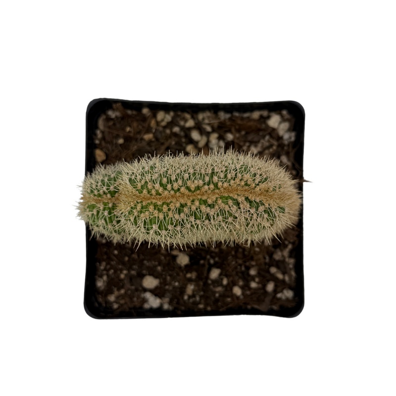 Pachycereus pringlei cristata | Crested Cardon Cactus