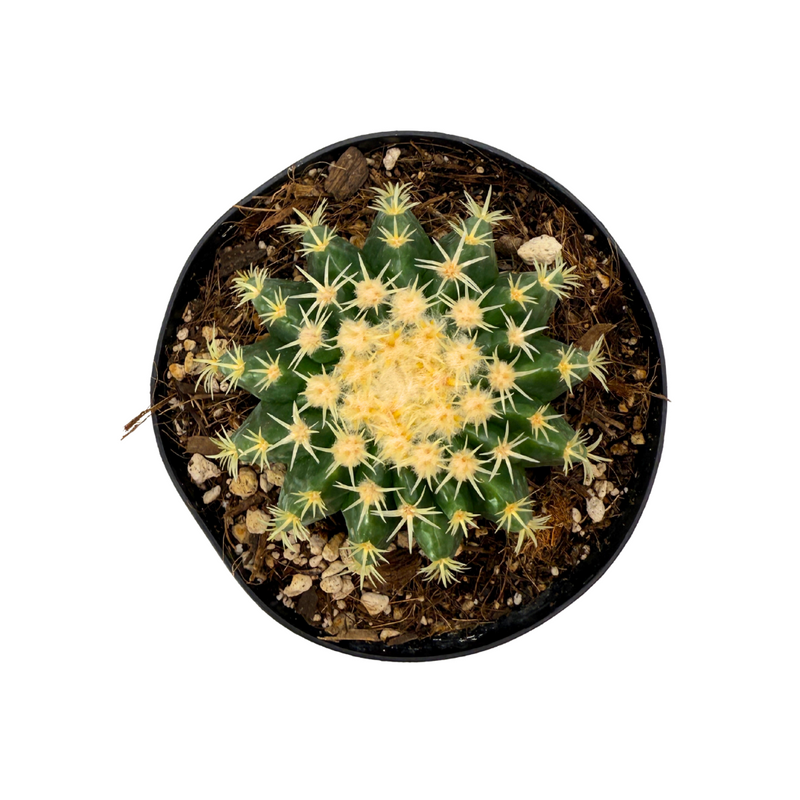 Echinocactus grusonii intermedius | Short spined Golden Barrel Cactus