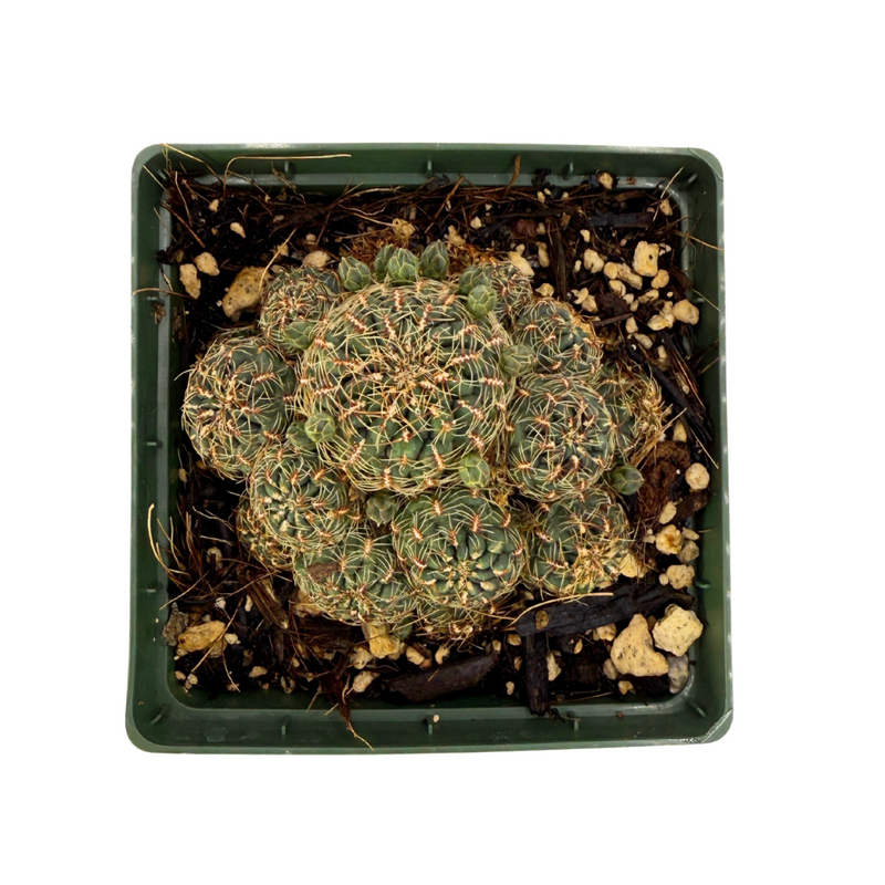 Sulcorebutia canigueralii