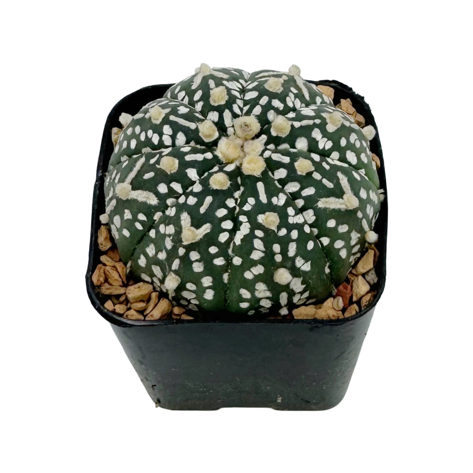 sand dollar succulent Astrophytum asterias