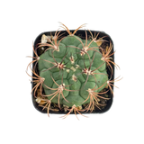 Gymnocalycium saglione | Giant Chin Cactus