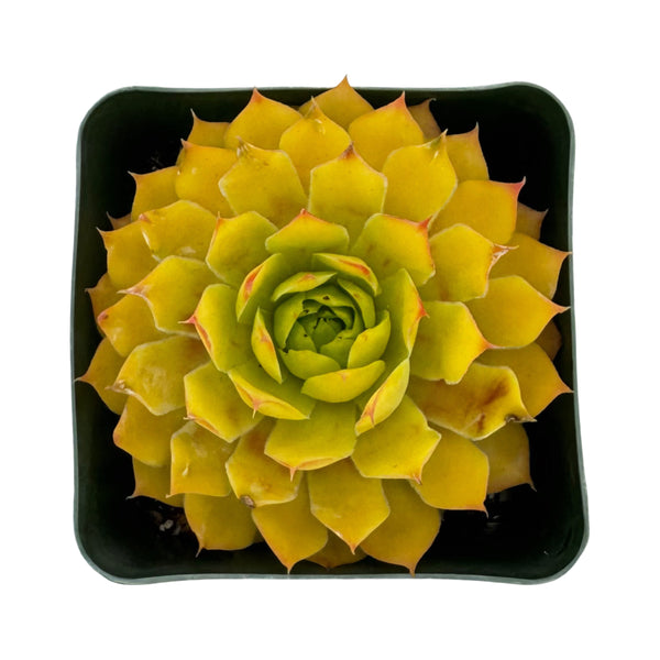 Sempervivum Bright Sun