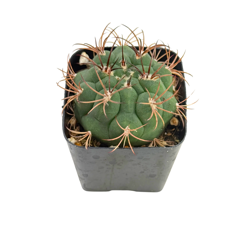 Gymnocalycium saglione