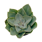 Echeveria Green Pearl