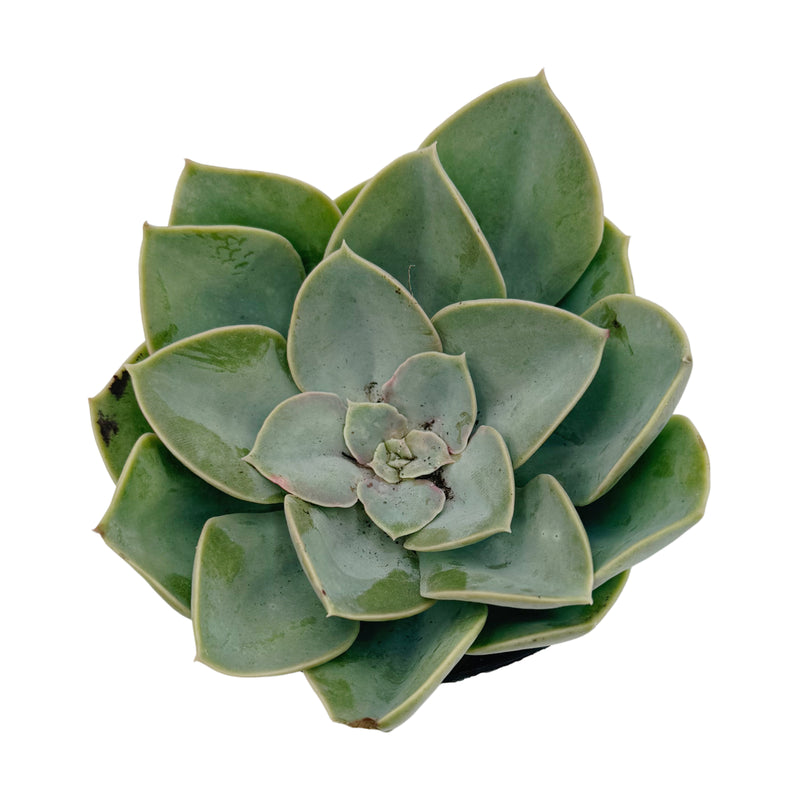 Echeveria Green Pearl