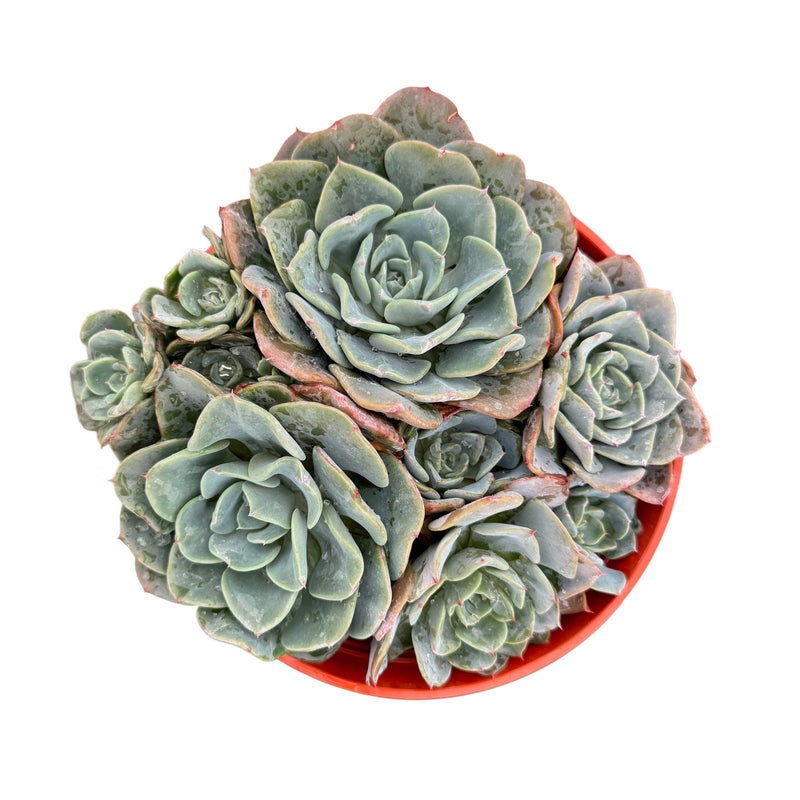 galaxy blue succulent Echeveria Galaxy Blue