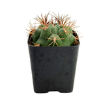 Gymnocalycium saglione | Giant Chin Cactus