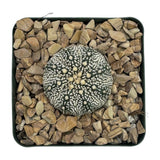 Astrophytum asterias | Sand Dollar Cactus