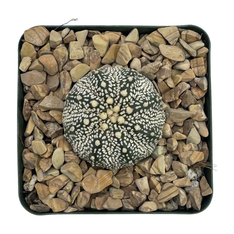 Astrophytum asterias | Sand Dollar Cactus