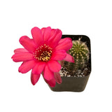 Echinopsis chamaecereus | Peanut Cactus - Lazy Gardens