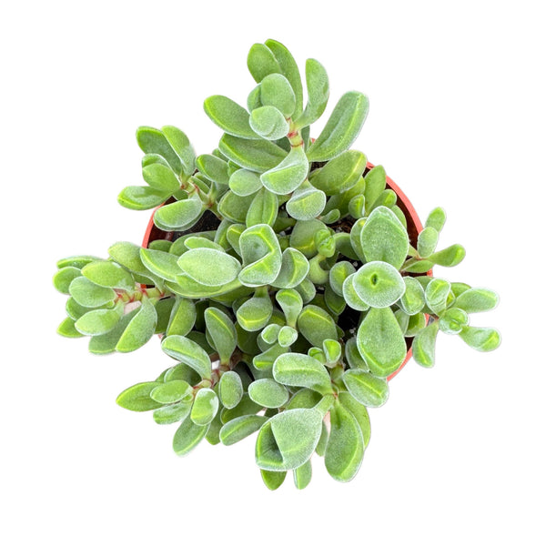 Crassula Congesta | Green Beans - Lazy Gardens