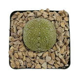 Pseudolithos migiurtinus