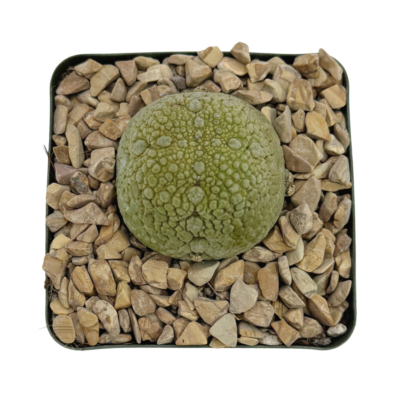 Pseudolithos migiurtinus