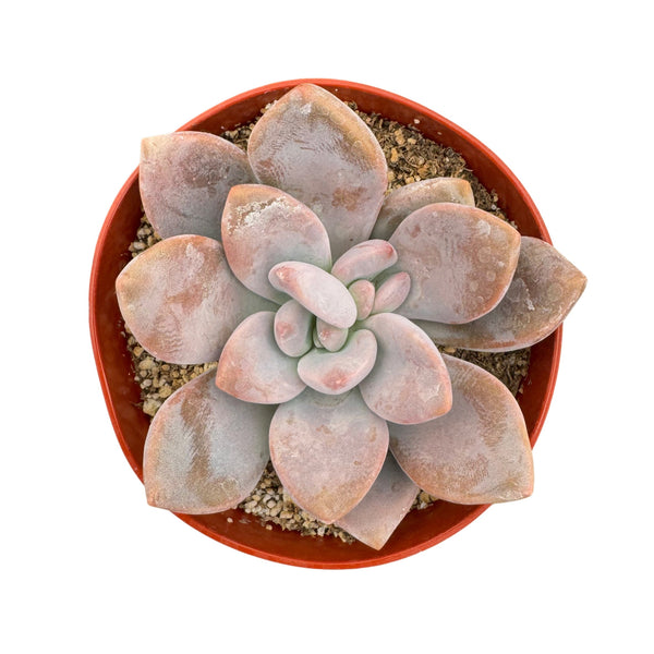 Graptopetalum 'Murasaki' - Lazy Gardens