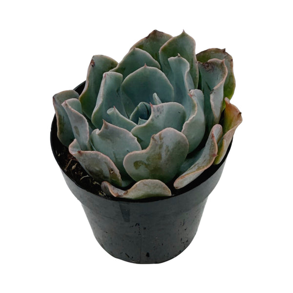 Echeveria Blue Frills