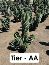 Cereus forbesii Spiralis Field Specimen | Extra Large Branching Spiral Cactus