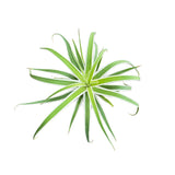 Agave Bracteosa Variegata | Variegated Spider Agave - Lazy Gardens