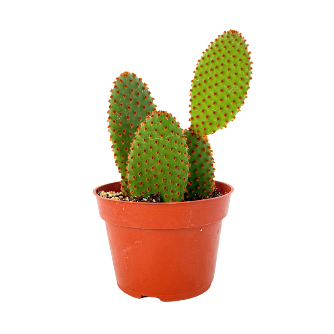 Opuntia rufida | Cinnamon cactus – Lazy Gardens