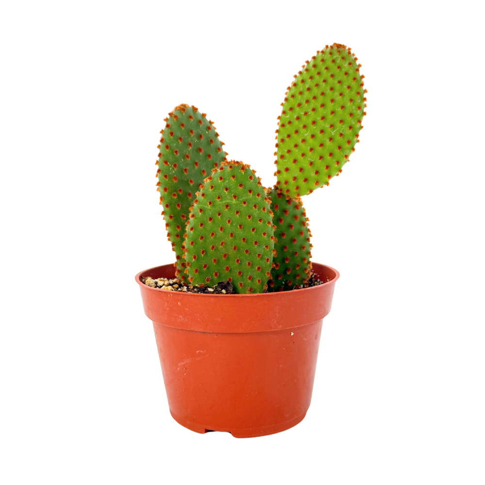 opuntia succulent Opuntia rufida
