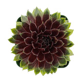 Sempervivum Maya