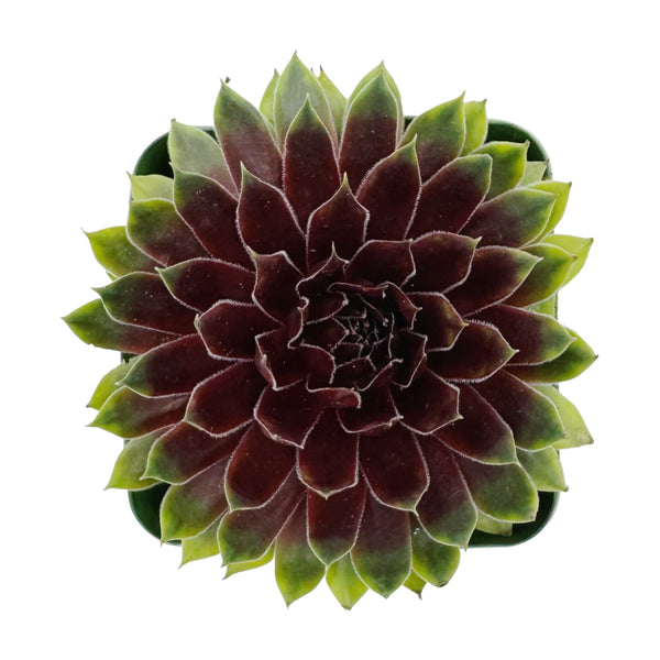 Sempervivum Maya