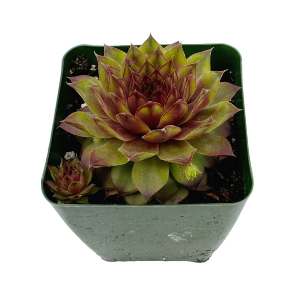 Sempervivum Burning Star
