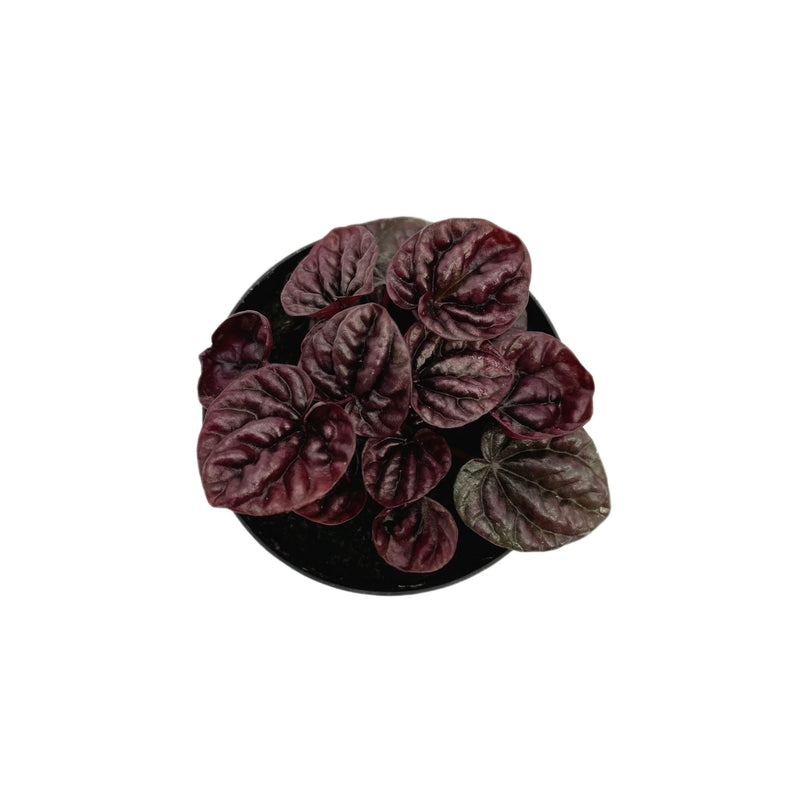Peperomia Caperata | Red Ripple Peperomia - Lazy Gardens