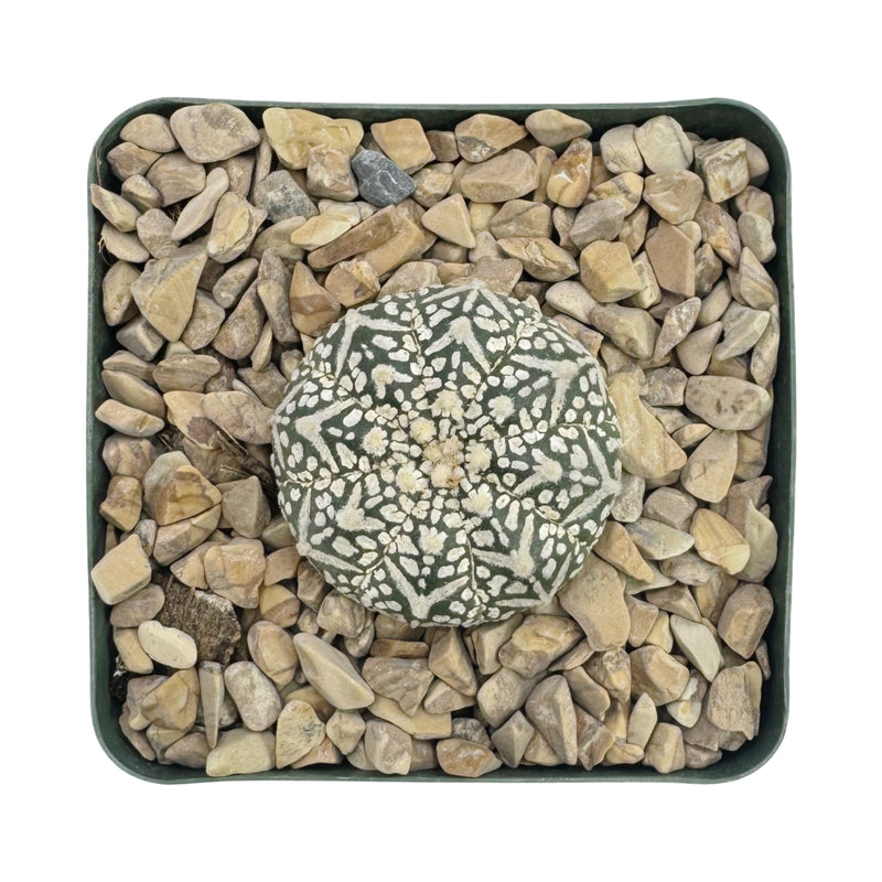 Astrophytum asterias | Sand Dollar Cactus