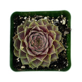 Sempervivum Pacific Magic Night