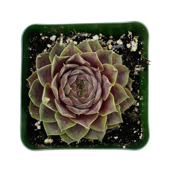 Sempervivum Pacific Magic Night