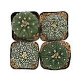 Astrophytum asterias master pack including four different varieties of cultivar. ‘Nudem’ ‘Suberkabuto’ ‘V-Type’ ‘Spotted’