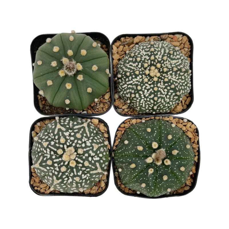 Astrophytum asterias master pack including four different varieties of cultivar. ‘Nudem’ ‘Suberkabuto’ ‘V-Type’ ‘Spotted’